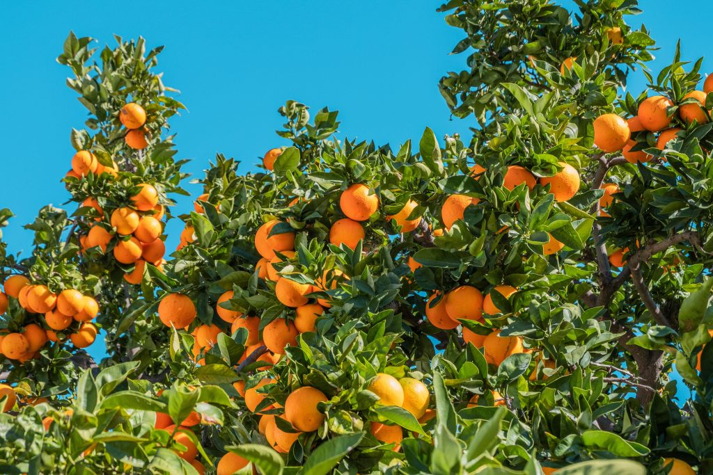 quiz:-voce-sabe-qual-alimento-vem-de-cada-planta?-teste-seus-conhecimentos