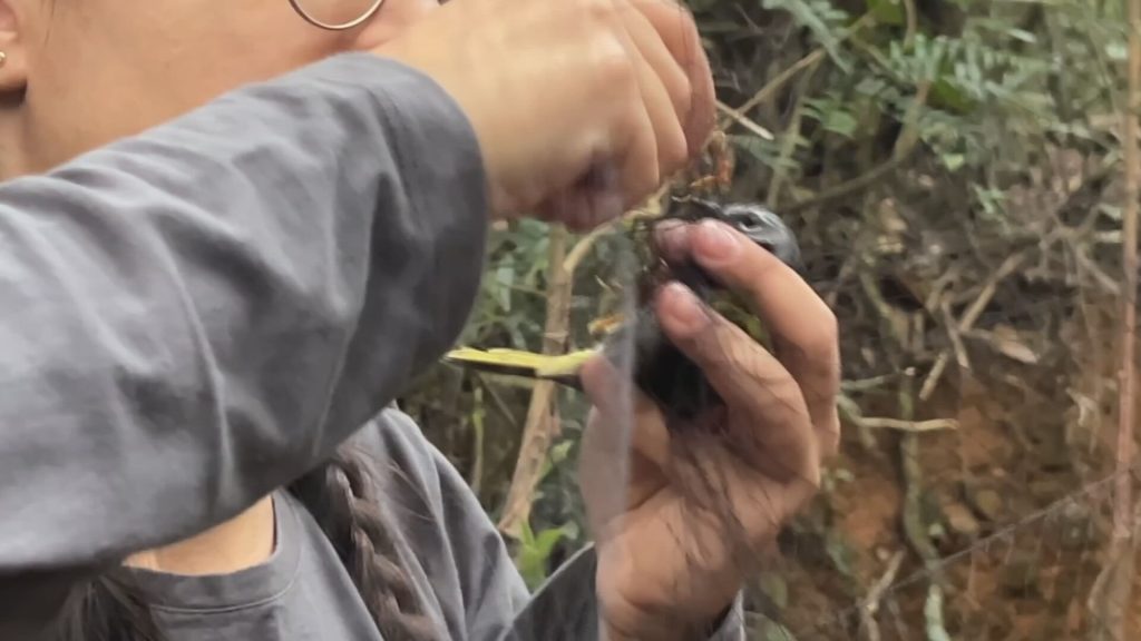 pesquisadores-estudam-comportamento-de-aves-na-serra-do-japi,-sp