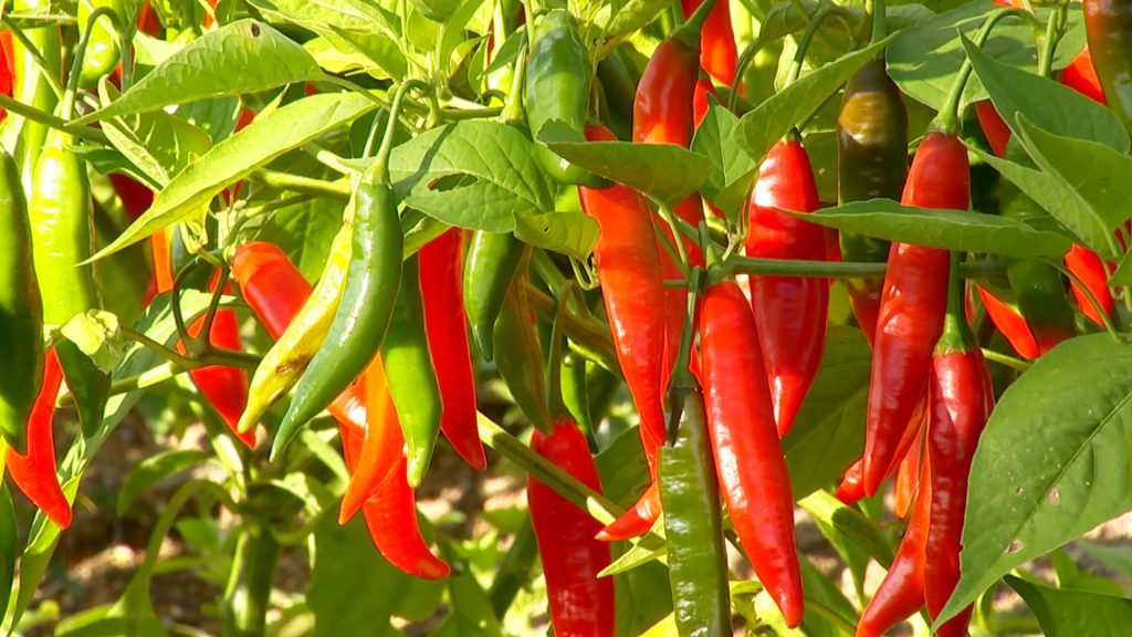 veja-dicas-de-como-cultivar-pimentas-e-fazer-conservas