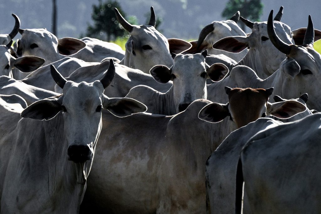 agro-brasileiro-abre-mercados-para-29-produtos-em-9-paises-nos-primeiros-dias-de-abril