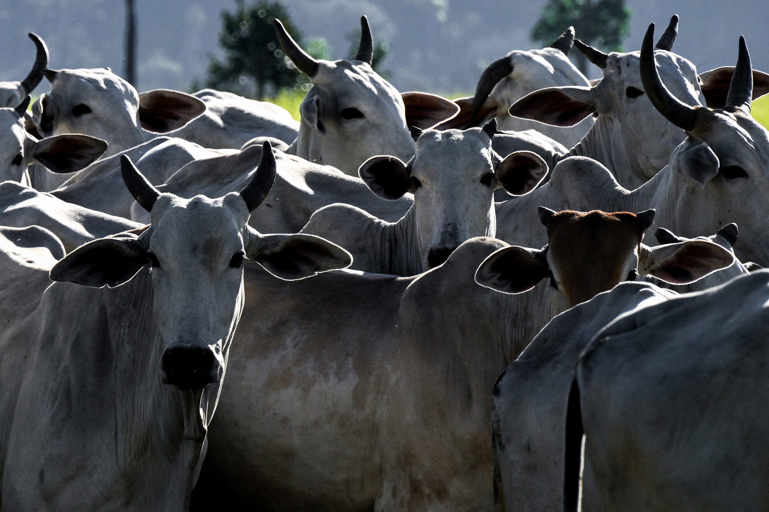 agro-brasileiro-abre-mercados-para-29-produtos-em-9-paises-nos-primeiros-dias-de-abril